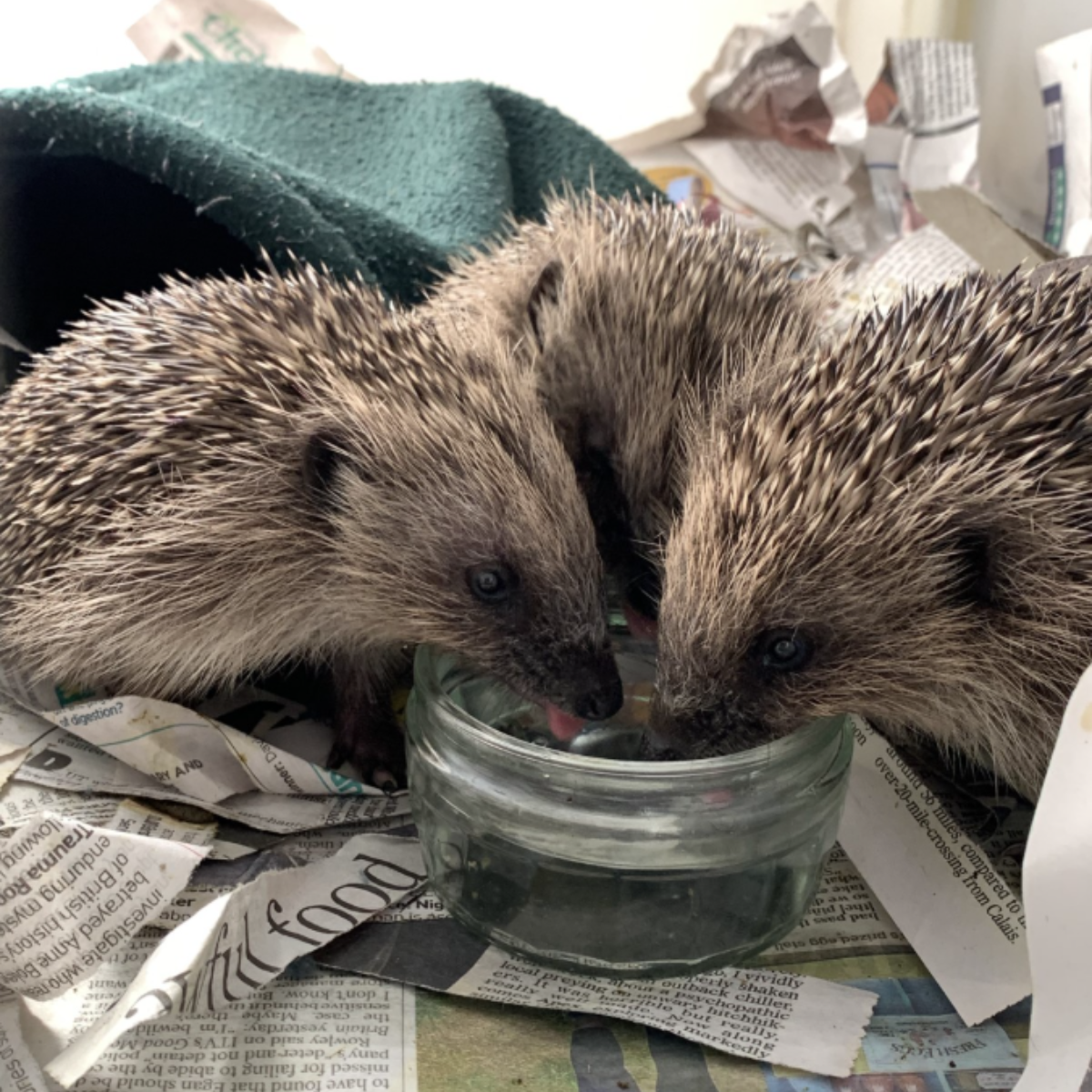 Close to Home: What Hedgehogs Can Teach Businesses About Nature Recovery 